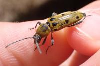 Chlorophorus glabromaculatus
