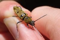 Chlorophorus glabromaculatus