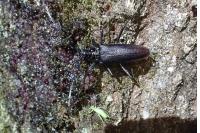 Cerambyx cerdo