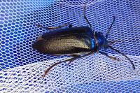 Prionus coriarius