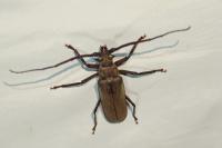 Aegosoma scabricorne