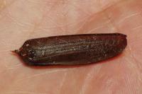 Aegosoma scabricorne