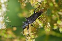 Stictoleptura scutellata