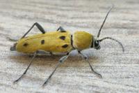 Chlorophorus glabromaculatus