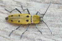 Chlorophorus glabromaculatus