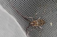 Monochamus galloprovincialis