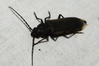 Arhopalus rusticus