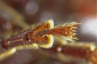 Arhopalus rusticus