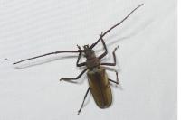 Aegosoma scabricorne
