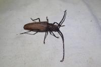 Aegosoma scabricorne