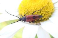 Stenurella bifasciata