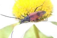 Stenurella bifasciata