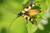 Rutpela maculata