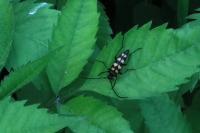 Leptura quadrifasciata