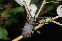 Lamia textor
