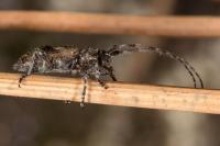 Pogonocherus caroli