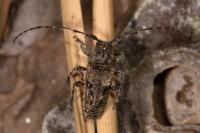 Pogonocherus caroli