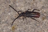 Cerambyx cerdo
