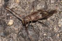 Exocentrus adspersus