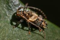 Pogonocherus hispidus