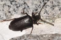 Prionus coriarius