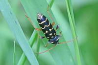 Plagionotus arcuatus