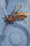 Arhopalus