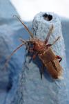 Arhopalus