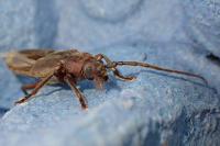 Arhopalus