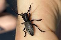 Iberodorcadion fuliginator
