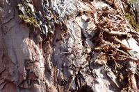 Acanthocinus aedilis