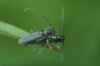 Phytoecia cylindrica