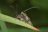 Phytoecia cylindrica