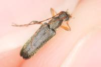 Grammoptera ruficornis