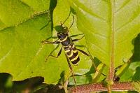 Clytus arietis