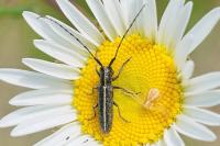 Agapanthia cardui