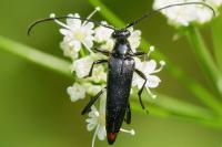Rutpela nigra