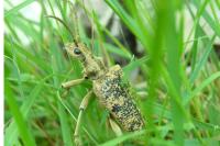 Rhagium sycophanta