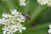 Grammoptera ruficornis