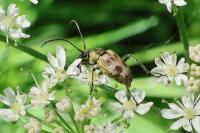 Pachytodes cerambyciformis