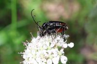 Rutpela nigra