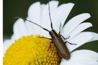 Agapanthia cardui