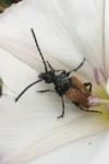 Pseudovadonia livida