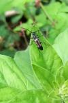 Anoplodera sexguttata