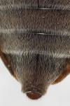 Leiopus femoratus