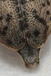 Leiopus femoratus