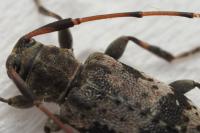 Leiopus femoratus