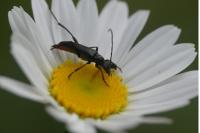 Rutpela nigra
