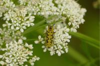 Saperda scalaris