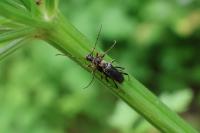 Grammoptera ruficornis